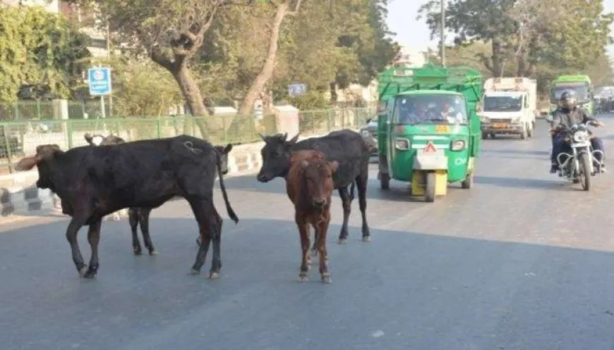 बलिया : पशुओं को खुला छोड़ने वाले पशुपालकों पर होगी कार्रवाई