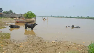 मुरादाबाद: रामगंगा नदी का जलस्तर घटा, दिक्कतें बरकरार...किसान बोले- बाढ़ से धान और सब्जी की फसलें बर्बाद