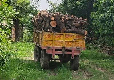 बलिया : वन विभाग ने पकड़ी दो ट्राली महुआ के हरे पेड़ की लकड़ी, फिर...