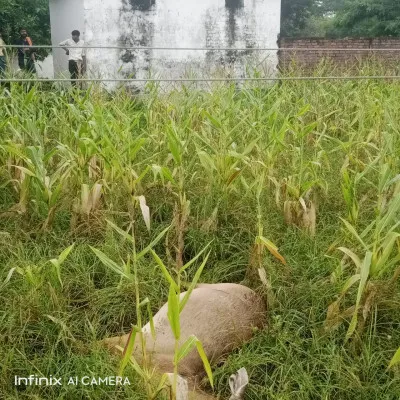 बलिया : विद्युत विभाग की लापरवाही ने ले ली एक और बेजुबान की जान, स्कूल के पास की घटना