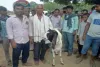 बलिया: बकरीद त्योहार के लिए लगा बकरा बाजार: बलिया में दूर-दूर से आए ग्राहकों ने की खरीदारी, 10 से 50 हजार तक हुई बिक्री