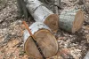 बलिया: सरकारी शीशम का पेड़ काटने से रोकने पर वन रक्षक पर हमला