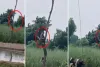 बलिया में किसान को सांड ने दौड़ाया, जान बचाने के लिए दो घंटे तक पेड़ पर बैठा रहा किसान
