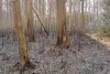 बलरामपुर: अज्ञात कारणों से लगी आग में जला दो हेक्टेयर जंगल, बेशकीमती जड़ीबूटियां भी जलकर हुईं खाक!