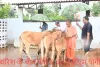 सीएम योगी ने झमाझम बारिश के बीच अपने हाथों से गायों को खिलाया गुड़