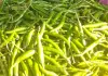 Green chilli : बलिया में लुढ़का हरी मिर्च का सेंसेक्स, उत्पादक मायूस