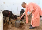 गोरखनाथ मंदिर में आईं पुंगनूर गाय, सीएम योगी ने खूब दुलारा