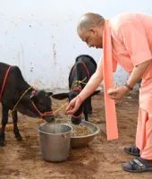 गोरखनाथ मंदिर में आईं पुंगनूर गाय, सीएम योगी ने खूब दुलारा