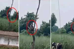 बलिया में किसान को सांड ने दौड़ाया, जान बचाने के लिए दो घंटे तक पेड़ पर बैठा रहा किसान
