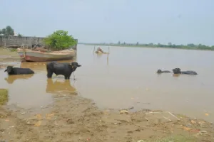 मुरादाबाद: रामगंगा नदी का जलस्तर घटा, दिक्कतें बरकरार...किसान बोले- बाढ़ से धान और सब्जी की फसलें बर्बाद