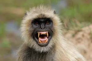 Monkey Attack News: छत पर जाने के दौरान वृद्ध पर बंदरों ने किया हमला...मौत..परिजनों में मचा कोहराम...