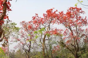 holi special: होली पर जिस पेड़ के फूल के लोग होते थे दीवाने, अब उसका जंगल पड़ा वीरान, खत्म हुए कद्रदान! 