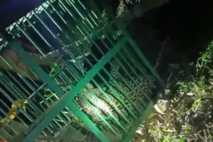 बहराइच: पिंजरे में कैद हुआ तेंदुआ, कई लोगों पर कर चुका है हमला