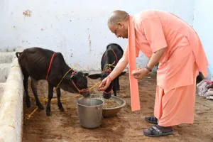 गोरखनाथ मंदिर में आईं पुंगनूर गाय, सीएम योगी ने खूब दुलारा